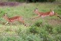 Impala in the wild Royalty Free Stock Photo