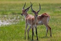 Impala in the wild Royalty Free Stock Photo