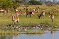 Impala in the wild Royalty Free Stock Photo