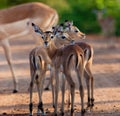 Impala in the wild Royalty Free Stock Photo