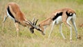 Impala in the wild Royalty Free Stock Photo