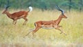 Impala in the wild Royalty Free Stock Photo