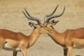 Impala - Wildlife Background from Africa - Brother Symmetry Royalty Free Stock Photo