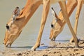 Impala - Wildlife Background from Africa - Double Drink Royalty Free Stock Photo