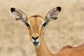 Impala - Wildlife Background from Africa - Funny Nature Royalty Free Stock Photo