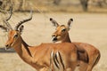 Impala - Wildlife Background from Africa - Funny talk of a red couple Royalty Free Stock Photo