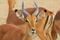 Impala - Wildlife Background from Africa - Nature's Fun