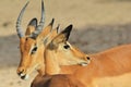 Impala - Wildlife Background from Africa - Nature's Funny Antelopes Royalty Free Stock Photo