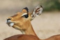 Impala - Wildlife Background from Africa - Nature's Stubborn Humor Royalty Free Stock Photo