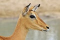 Impala - Wildlife Background from Africa - Posture of Peace Royalty Free Stock Photo