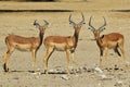 Impala - Wildlife Background from Africa - Trio of Brothers Royalty Free Stock Photo