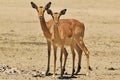 Impala - Wildlife Background from Africa - Twin Stare of Red Royalty Free Stock Photo