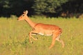 Impala - Wildlife Background - Run of Red