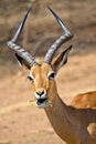 Impala, Wildlife Reserve, South Africa