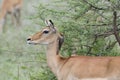 Impala & x28;Aepyceros melampus& x29; with Red-billed Oxpecker& x27;s in Tanzania