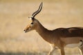 Impala (Aepyceros melampus) with snare around his neck