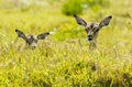 Impala young lying in long grass