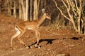 Impala young in soft morning light, Botswana