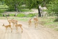 Impala and Zebra on dusty road in Umfolozi Game Reserve, South Africa, established in 1897