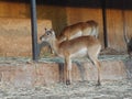 The Impala Africa