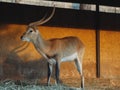 The Impala Africa