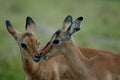 Impalas Royalty Free Stock Photo