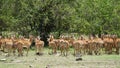 Impalas Aepyceros Melampus or Antelopes in South Africa