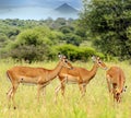 Impalas in Africa Royalty Free Stock Photo