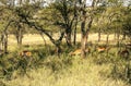 Impalas in Africa Royalty Free Stock Photo
