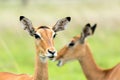 Impalas in the African savanna