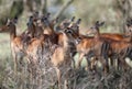 Impalas in the African savanna, Kenya