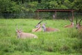 African Eland taurotragus oryx antelope Animals at Lion Country Safari Park