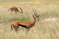 Impalas antelopes in Kruger National Park. One in front looking at us and rest more in distance. Male impala. Game Royalty Free Stock Photo