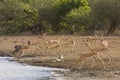 Impalas, baboons and a crocodile on the riverbank, at Lower Sabie, Kruger, South Africa