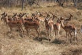 Impalas in the bush.