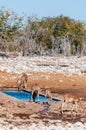 Impalas drinking near a waterhole Royalty Free Stock Photo