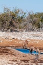 Impalas drinking near a waterhole