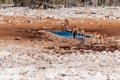 Impalas drinking near a waterhole