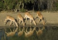 Impalas drinking water Royalty Free Stock Photo