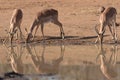Impalas drinking water Royalty Free Stock Photo