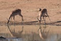 Impalas drinking water Royalty Free Stock Photo