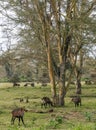 Impalas eating Royalty Free Stock Photo