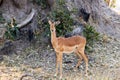 Impalas on eating between yellow grass Royalty Free Stock Photo