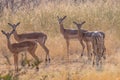 Impalas on eating between yellow grass Royalty Free Stock Photo