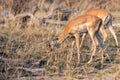 Impalas on eating between yellow grass Royalty Free Stock Photo