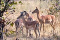 Impalas on eating between yellow grass Royalty Free Stock Photo