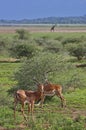 Impalas and giraffe in Lake Manyara Royalty Free Stock Photo