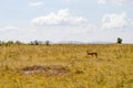 Impalas grazing in Maasai Mara Park