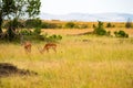 Impalas grazing in Maasai Mara Park