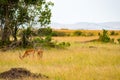 Impalas grazing in Maasai Mara Park in North West Kenya
